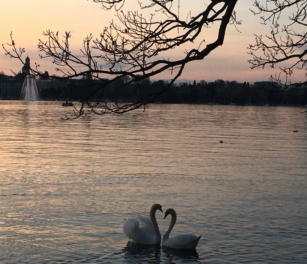 Swans on lake Zurich 